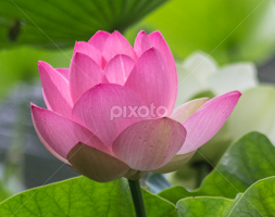 Temple Lotus by Anthony Rutter -  