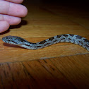 Rat Snake