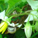 False Potato Beetle larvae