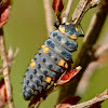 Seven-spotted ladybug (larva)