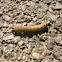 Southern armyworm larvae