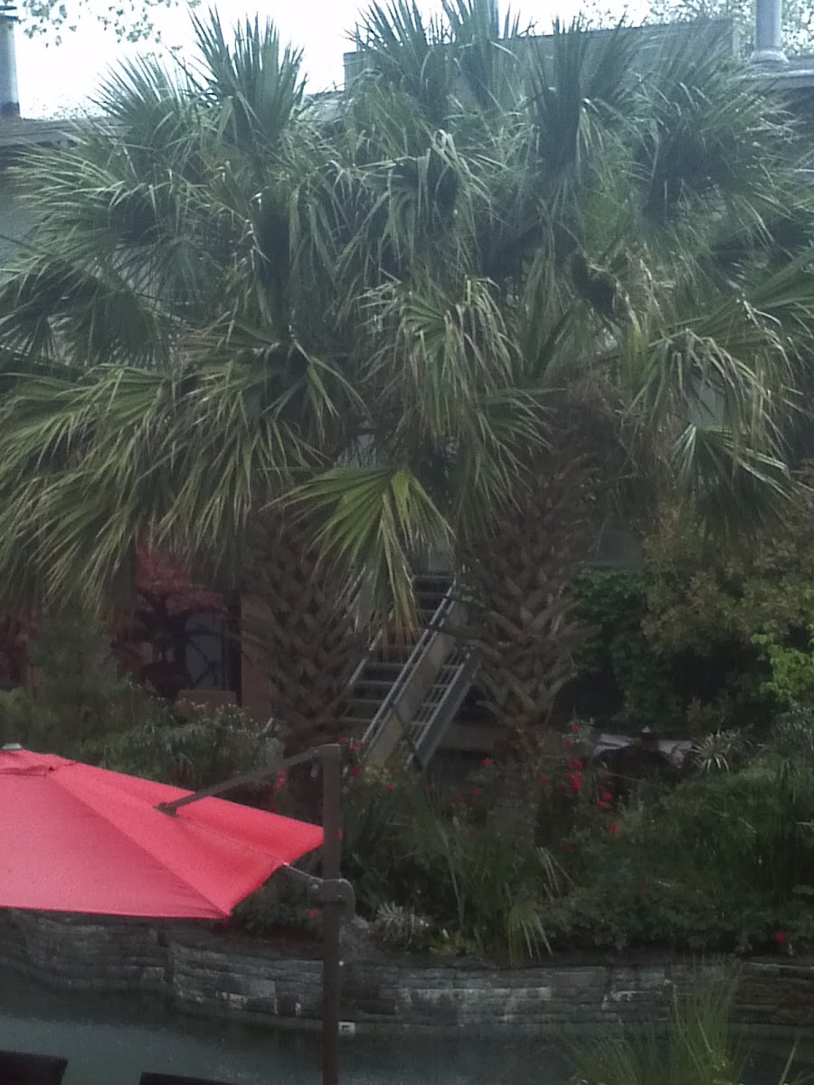 Texas Sabal Palm Tree