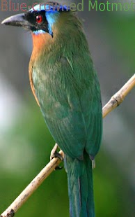 Nice Birds 1 FREE - náhled