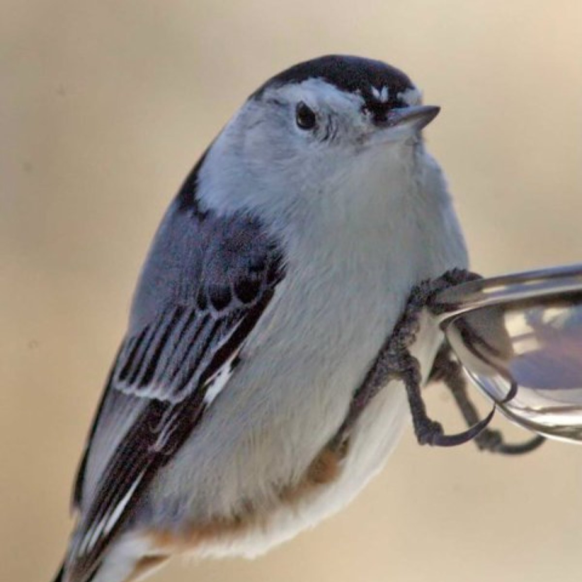 White-breasted Nuthatch