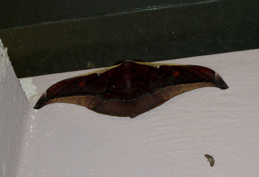 Muga Silkworm Moth