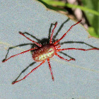 Large red mite