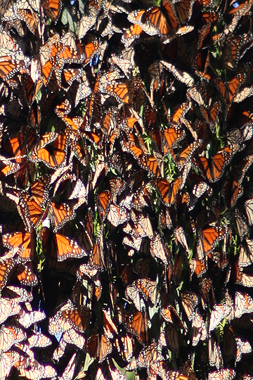 Monarch cluster