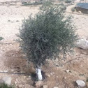 Olive tree