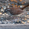 Carolina Wren