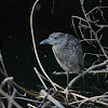 Yellow-crowned Night-Heron (immature)