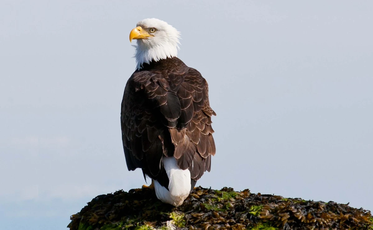bald-eagle-British-Columbia - JD Lasica: "I'm still astonished that this bald eagle let me drift within 20 feet of him while I was kayaking off Cortes Island, British Columbia."