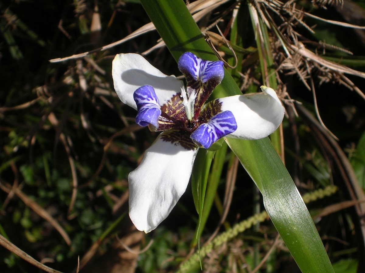 African iris