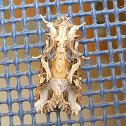 Oriental Leafworm Moth