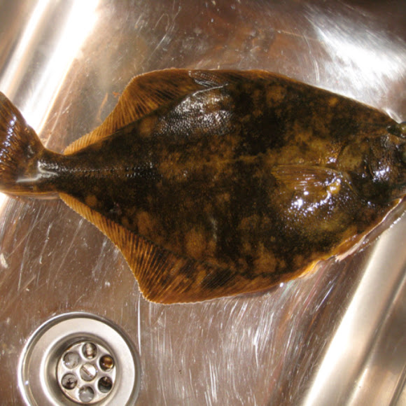 Flounder Project Noah