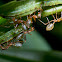 Green ants and caterpillars