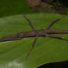 Spiny Stick Insect - Male