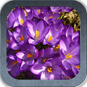 Colorful Spring Flowers logo