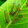 Cattepillar