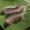 Sparshalli moth
