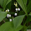 Lily of the Valley