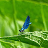 Beautiful Demoiselle