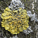 Lichen