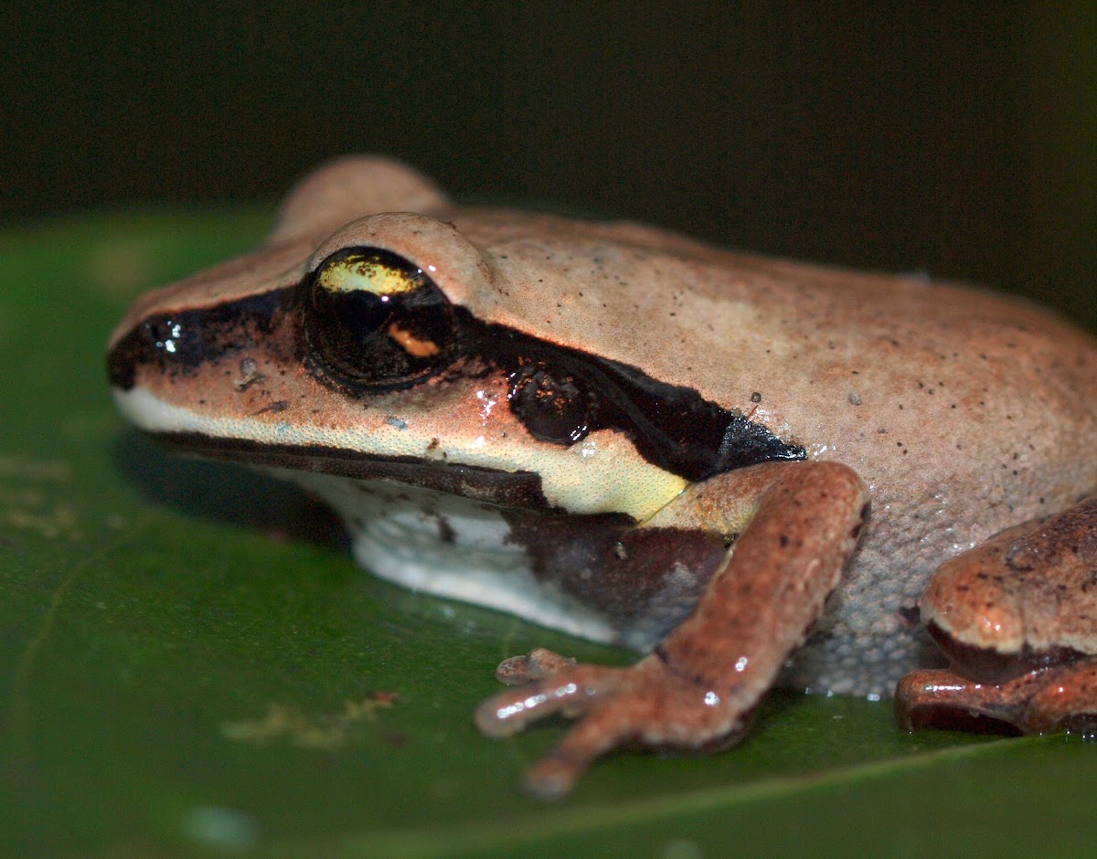 Green-thighed Frog