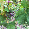 Chambourcin grape