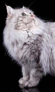 How to install Siberian Cat Wallpapers 1.0 unlimited apk for android