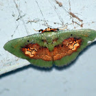 Green and brown moth