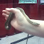 western terrestrial garter snake
