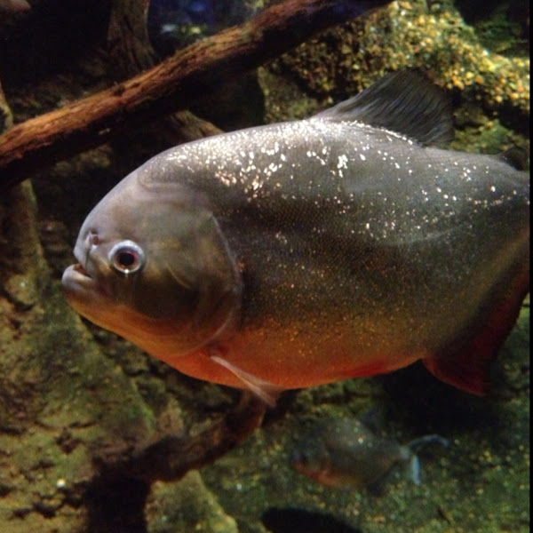 Red-Bellied Piranha | Project Noah