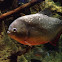 Red-Bellied Piranha
