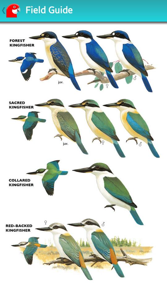 Pizzey &amp; Knight Birds of Aus Screen 2