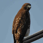 Red-tailed Hawk