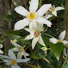 Puawhananga (NZ white clematis)