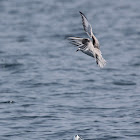 Roseate Tern and Fish
