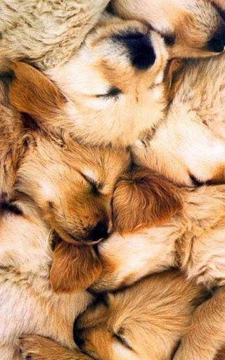 【免費個人化App】Golden Retriever Wallpaper-APP點子