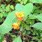 Jewelweed, touch-me-not