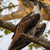 Águia-pescadora(Osprey)
