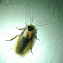 Central American Giant Cockroach
