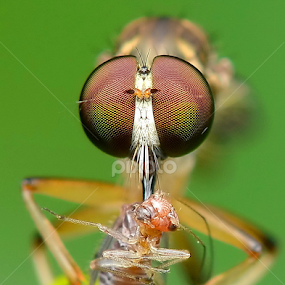 Robber Fly With Prey by Niney Azman - Animals Insects & Spiders