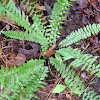 Ebony spleenwort