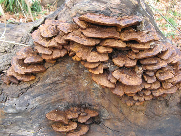 Mustard-yellow fleshed Polypore