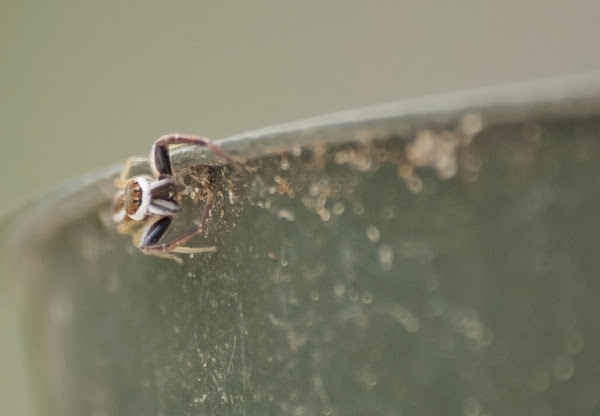 Jumping Spider | Project Noah
