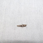 unknown moth