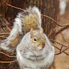 Grey Squirrel