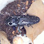 Eyed Elater or Eastern Eyed Click Beetle.