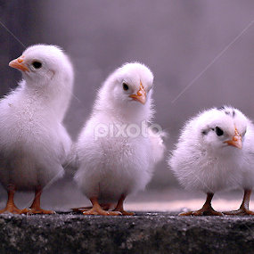 by Sirajuddin Halim - Animals Other
