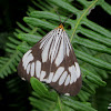 Marbled White moth